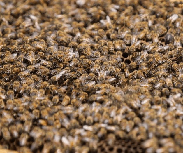 Incrementan llamadas de emergencia por enjambres