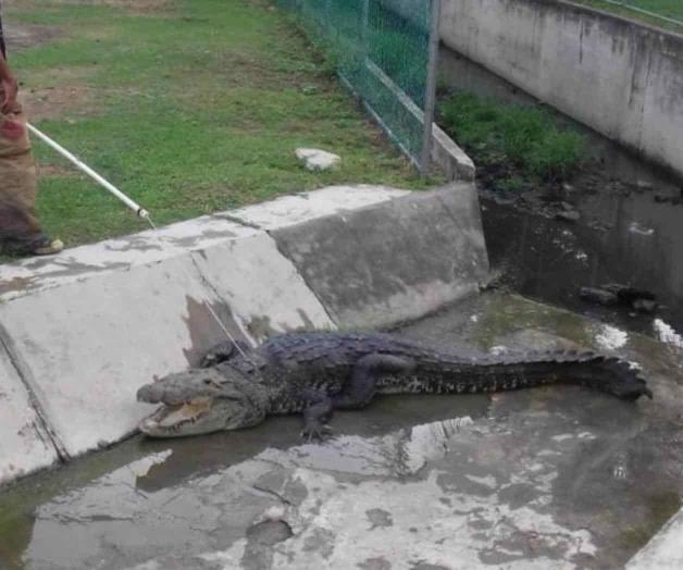 Enorme cocodrilo salió a ‘pasear’