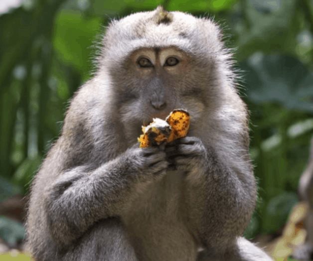 Ante la falta de turistas, monos de Bali asaltan las casas