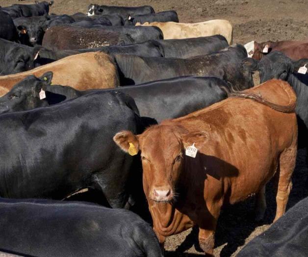 Ganaderos de EEUU tienen objeciones a programa de 35 años