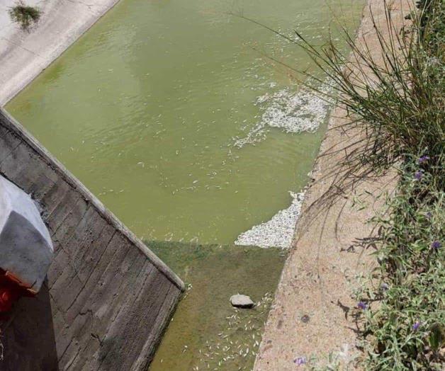Mueren miles de peces en Anzaldúas en fin de semana Mueren miles de peces en Anzaldúas en fin de semana