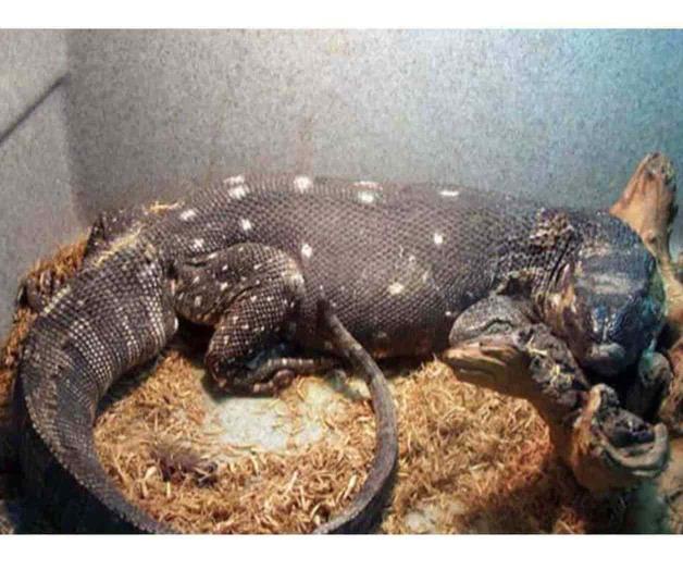 Dragón de Komodo peligra por cambio climático