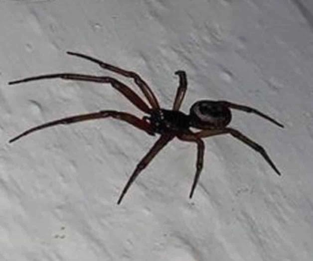 Alertan por proliferación de araña negra en Río Bravo