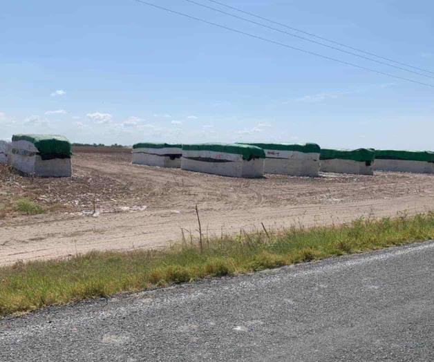 Prevén riesgo en cultivo de algodón