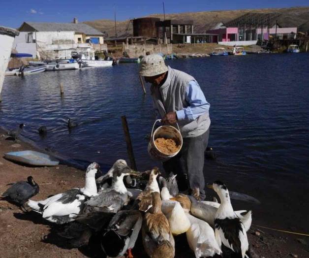 Médico adopta a 20 patos en el Lago Titicaca Médico adopta a 20 patos en el Lago Titicaca