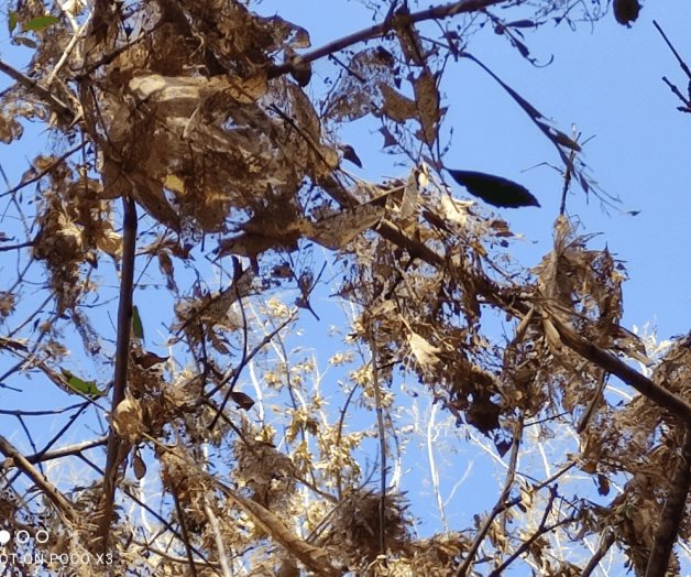 Ataca plaga a los árboles