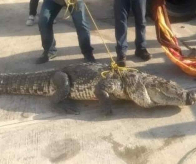 Detectan enorme cocodrilo dentro de la Terminal Marítima de Refinería Madero Detectan enorme cocodrilo dentro de la Terminal Marítima de Refinería Madero