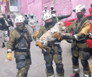 Rescatan a perro entre escombros del Chiquihuite