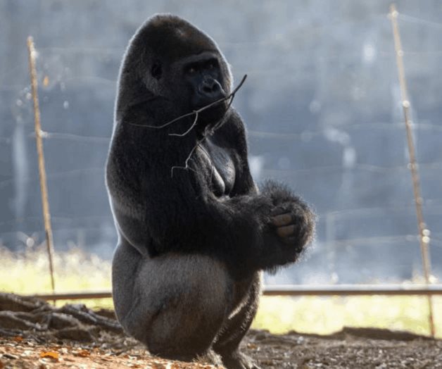 18 de los 20 gorilas del Zoo de Atlanta han contraído COVID