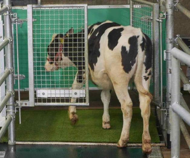 Logran entrenar a vacas a hacer sus necesidades en corral