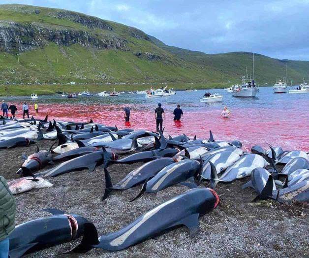 Matanza de delfines reaviva debate en las islas Feroe