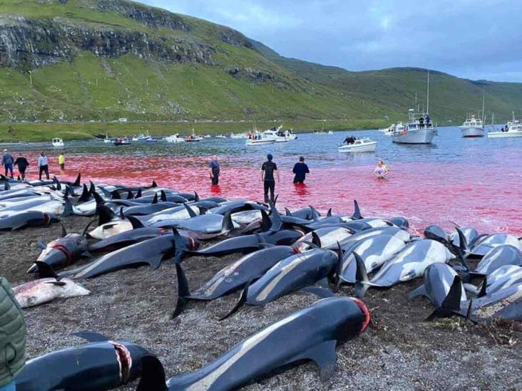 Matanza de delfines reaviva debate en las islas Feroe Matanza de delfines reaviva debate en las islas Feroe