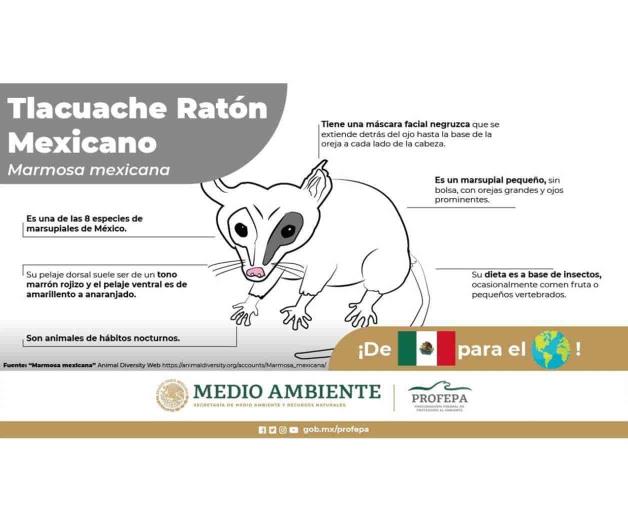 Desatan burlas infografías de Profepa de animales