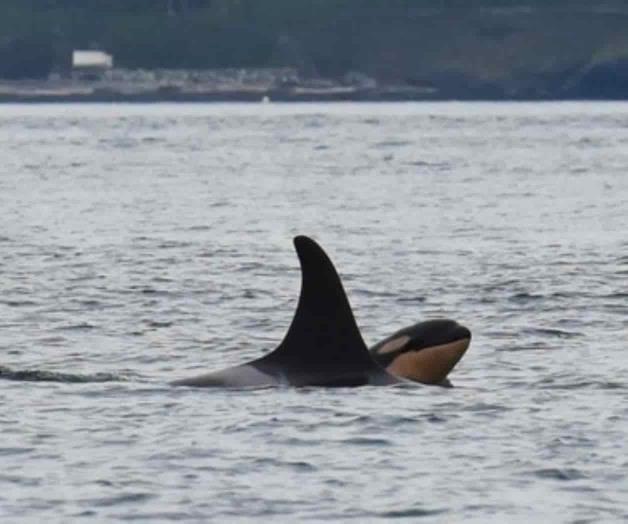 Aprueban reducir la pesca de salmón
