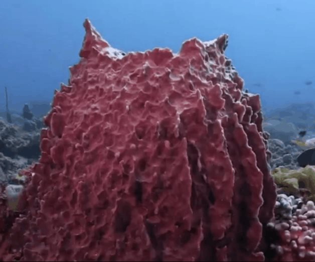 Graves amenazas acechan a los arrecifes de Bajos del Norte, en Yucatán: Oceana