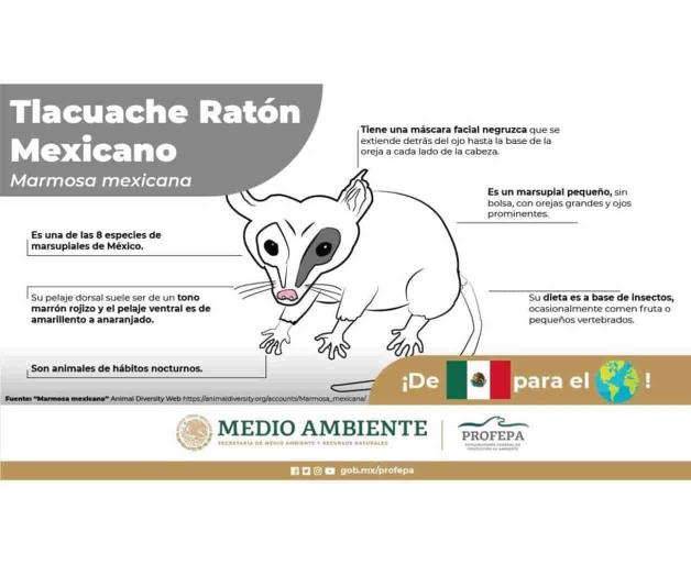 Desata la Profepa burlas por dibujos en sus infografías Desata la Profepa burlas por dibujos en sus infografías