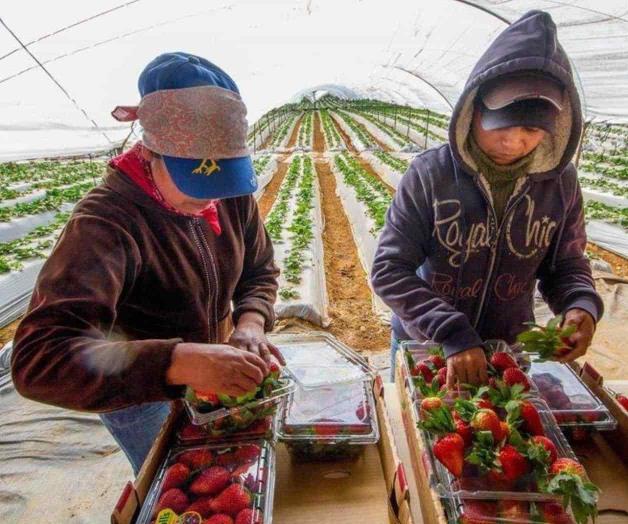 Habilitan app para agroexportaciones a EU Habilitan app para agroexportaciones a EU