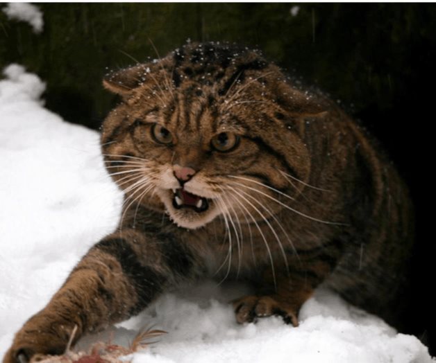 La extinción silenciosa del gato montés