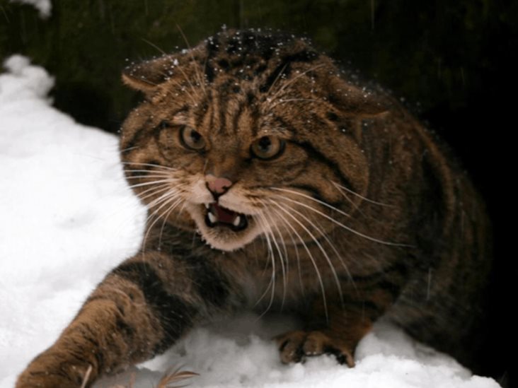 La extinción silenciosa del gato montés La extinción silenciosa del gato montés