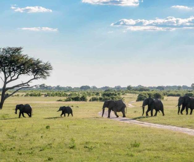 Cuando los elefantes se mueren de sed
