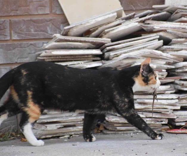 Alistan la vacunación antirrábica Alistan la vacunación antirrábica