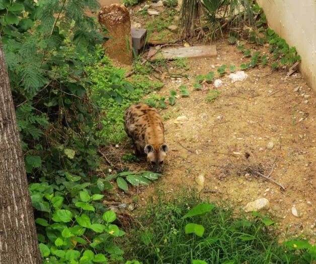 Tiene zoológico nuevos integrantes