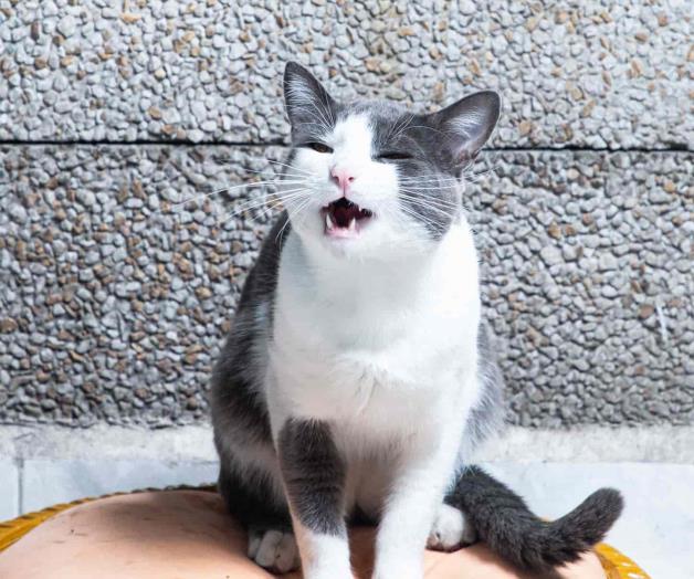 7 tipos de personalidad que puede tener tu gato 7 tipos de personalidad que puede tener tu gato