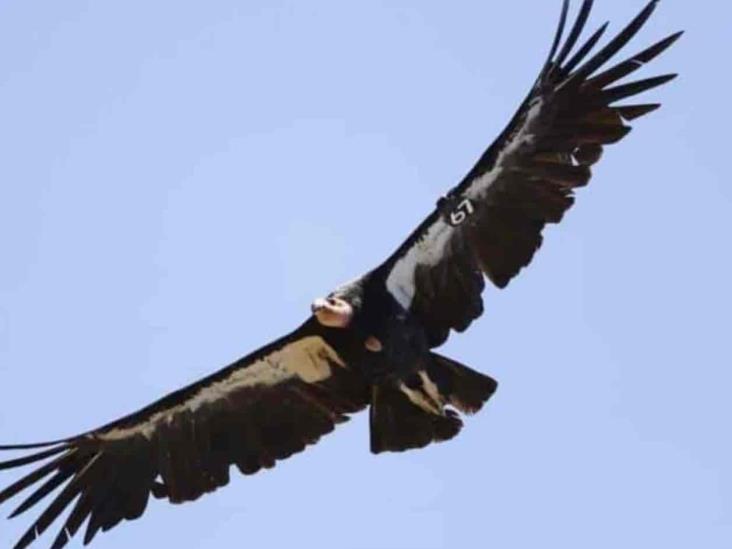 Liberan a 7 cóndores en la Patagonia argentina Liberan a 7 cóndores en la Patagonia argentina