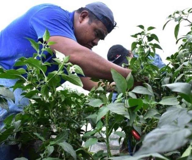 Ofertan 500 vacantes para Estados Unidos y Canadá