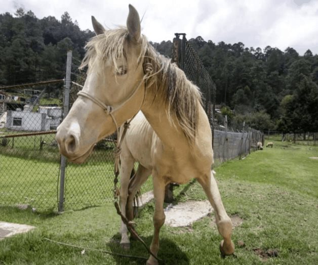 Deja Covid a los caballos sin ivermectina