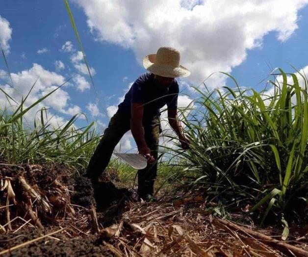 Cae 24% en 3 años producción agrícola Cae 24% en 3 años producción agrícola