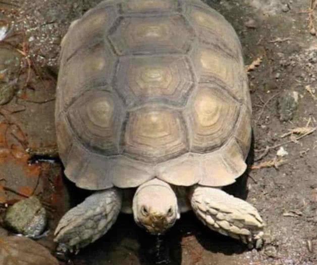 Viven bajo amenaza tortugas terrestres