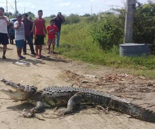 Atrapan lagarto en área verde