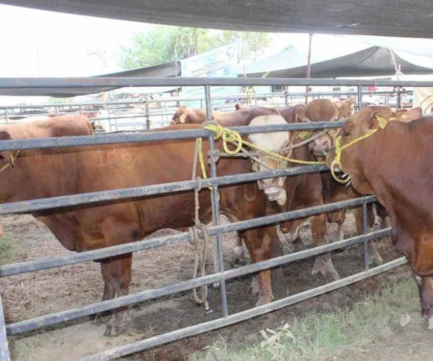 Ofrecerán 150 sementales con el 50% de subsidio