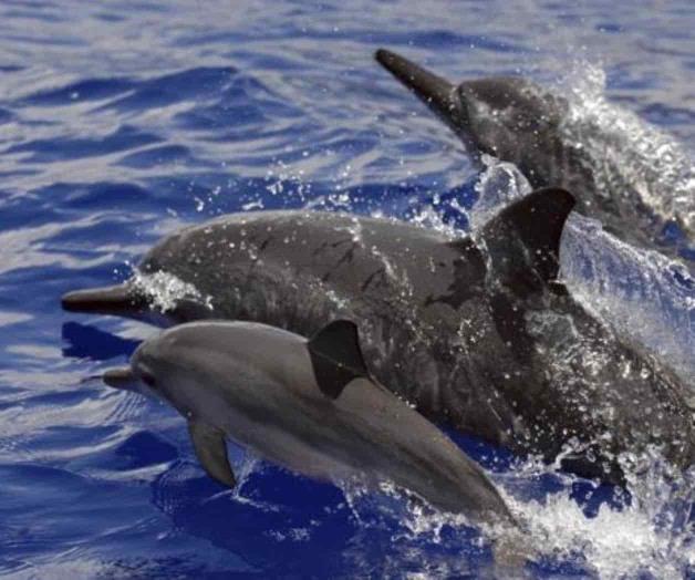 EEUU prohíbe nadar con los delfines giradores de Hawai