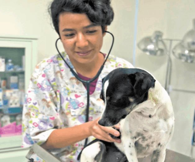 UNAM: la rabia no sólo se transmite por la mordedura canina, otras especies la propagan UNAM: la rabia no sólo se transmite por la mordedura canina, otras especies la propagan