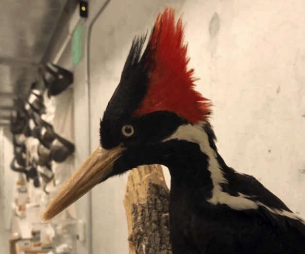 EEUU da por extintos al carpintero real y otras 22 especies EEUU da por extintos al carpintero real y otras 22 especies