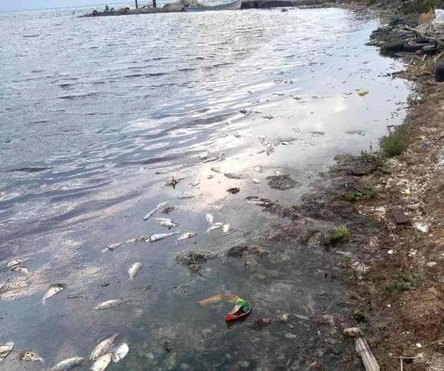 Uso de redes de arrastre están matando las especies acuáticas, denuncian