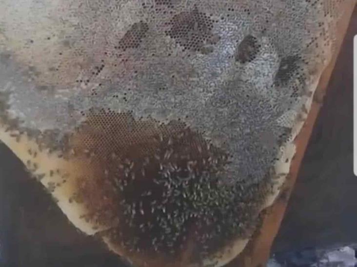 Pretenden trasladar enjambres en lugar de exterminarlos Pretenden trasladar enjambres en lugar de exterminarlos