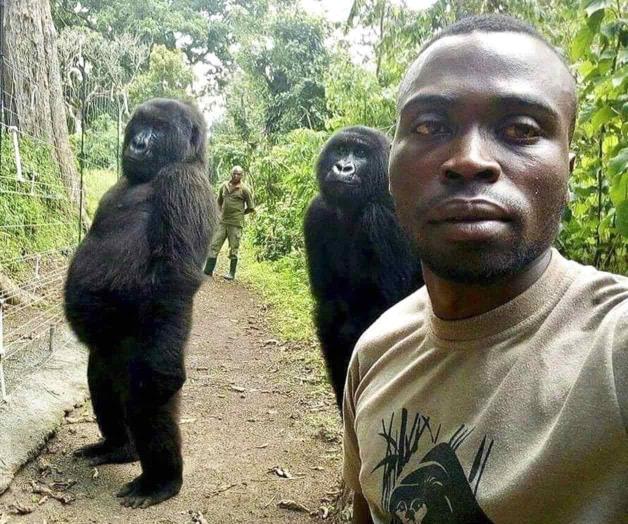 Muere gorila famosa que posó para selfie en Congo Muere gorila famosa que posó para selfie en Congo