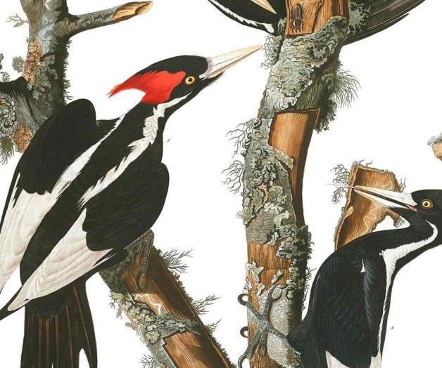 Termina el misterio del  pájaro carpintero pico de marfil