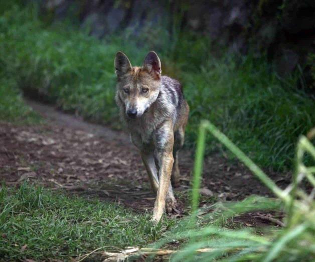 Cumplen lobos mexicanos 10 años de aullar en libertad Cumplen lobos mexicanos 10 años de aullar en libertad