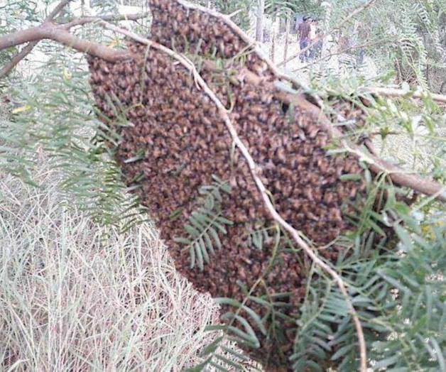 Llaman a prevenir ataques de abejas