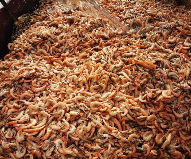 Mejora captura de camarón