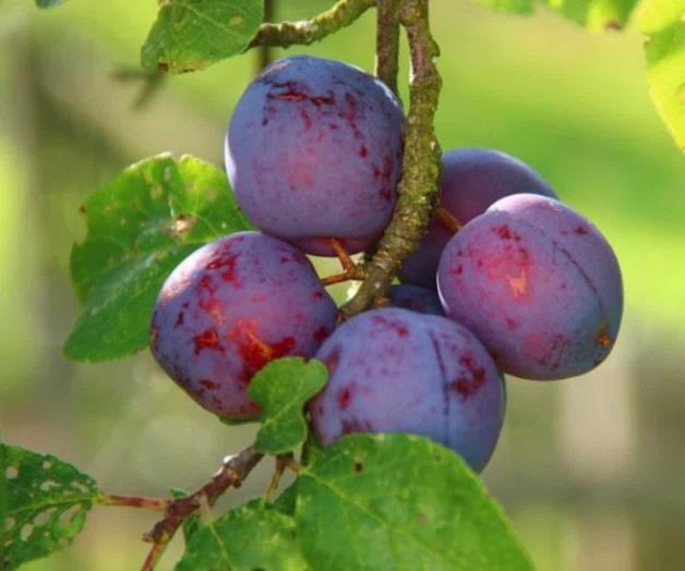 Ciruelas de la discordia