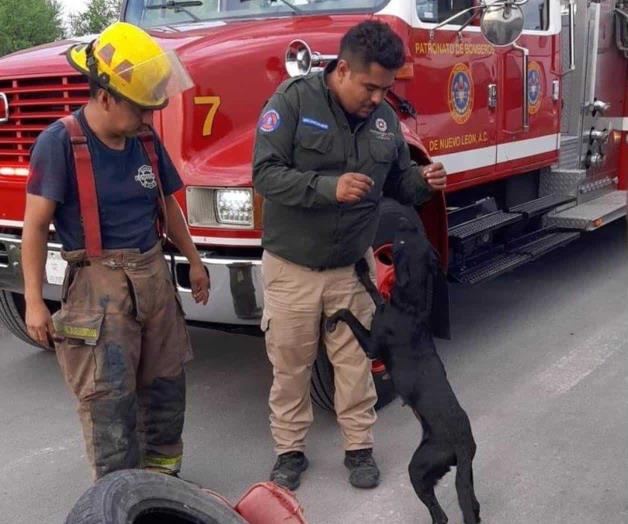 Rescatan a perro que cayó a alcantarilla en Apodaca Rescatan a perro que cayó a alcantarilla en Apodaca