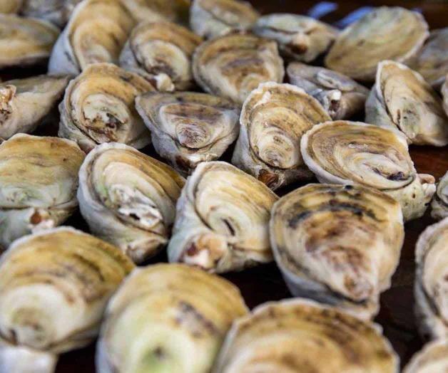 Autorizan cosecha de ostiones en La Pesca