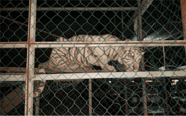 Mascotas exóticas: hay boas, cocodrilos, tucanes y changos en hogares de Tamaulipas