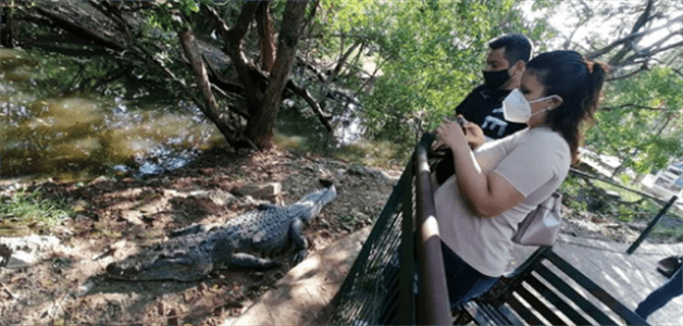 Mascotas exóticas: hay boas, cocodrilos, tucanes y changos en hogares de Tamaulipas