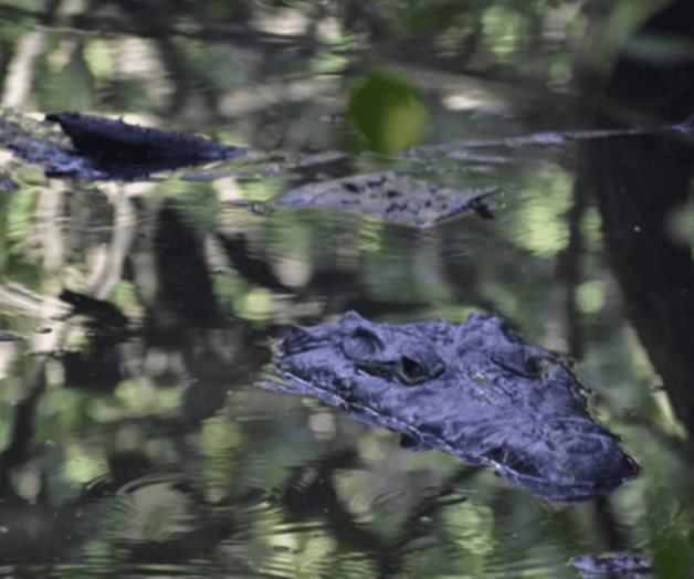 Mascotas exóticas: hay boas, cocodrilos, tucanes y changos en hogares de Tamaulipas